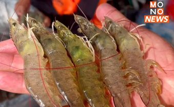 ผู้เลี้ยงกุ้งยังรอคำตอบ! รัฐบาลแก้ปัญหาราคาตกต่ำ