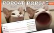 ชาวเน็ตรวมตัวคลิ๊กเกม popcat หวังให้ไทยได้อันดับที่ 1 ของโลก ล่าสุดดัน #popcat จนติดเทรนทวิตเตอร์