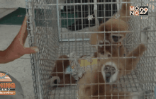 จับผู้ต้องหานำชะนีถ่ายรูปคู่นักท่องเที่ยว