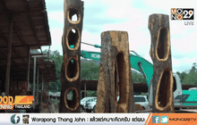 เทศบาลเมืองกระบี่ชี้แจงตัดต้นไม้อายุกว่า 100 ปี