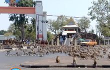 ลิงศาลพระกาฬนับพันตัว เปิดศึกแย่งอาหาร