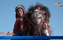 เทศกาลอูฐมองโกเลีย