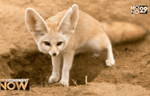 Zootopia ทำจีนคลั่ง หาซื้อจิ้งจอกทะเลทรายเป็นสัตว์เลี้ยง