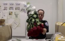 กุหลาบนำเข้าพุ่งรับวันวาเลนไทน์