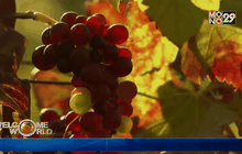 ไร่องุ่นในเมียนมา