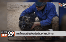 ศาลโครเอเชียสั่งสุนัขห้ามเห่ายามวิกาล