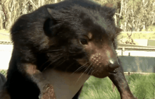 ลูกแทสเมเนียนเดวิลในออสเตรเลีย