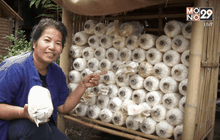 “ฟาร์มเห็ด” ลงทุนหลักพันสร้างรายได้หลักแสน