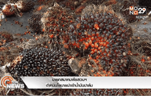 นายกสมาคมพืชสวนฯ ตำหนินโยบายนำเข้าน้ำมันปาล์ม