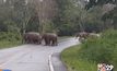 ช้างป่าแก่งกระจานขวางรถยนต์ผ่านป่าละอู