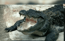 อินโดฯ เล็งใช้จระเข้เฝ้าคุกนักโทษคดียาเสพติด