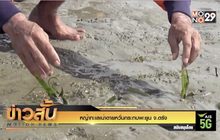 หญ้าทะเลเน่าตายหวั่นกระทบพะยูน จ.ตรัง