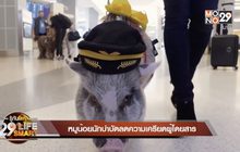 29 Life Smart : หมูน้อยนักบำบัดลดความเครียดผู้โดยสาร
