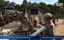 สวนสัตว์ในสหรัฐฯ จัดประมูลภาพวาดฝีมือสัตว์