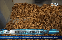ชาวอเมริกันนิยมกินแมลงเพิ่มขึ้น