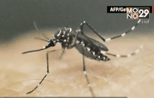 พบชาวอเมริกันติดเชื้อไวรัสซิกาคนแรก