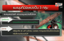 พบแมงมุมพิษร้ายแรง…ครั้งแรกในไทย