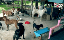 ชะตากรรมของสุนัข กิน ฆ่า ค้าข้ามชาติ ตอน 3