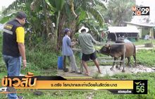 จ.ตรัง โรคปากและเท้าเปื่อยในสัตว์ระบาด