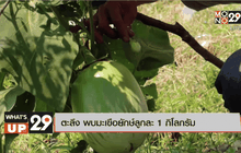 ตะลึง พบมะเขือยักษ์ลูกละ 1 กิโลกรัม