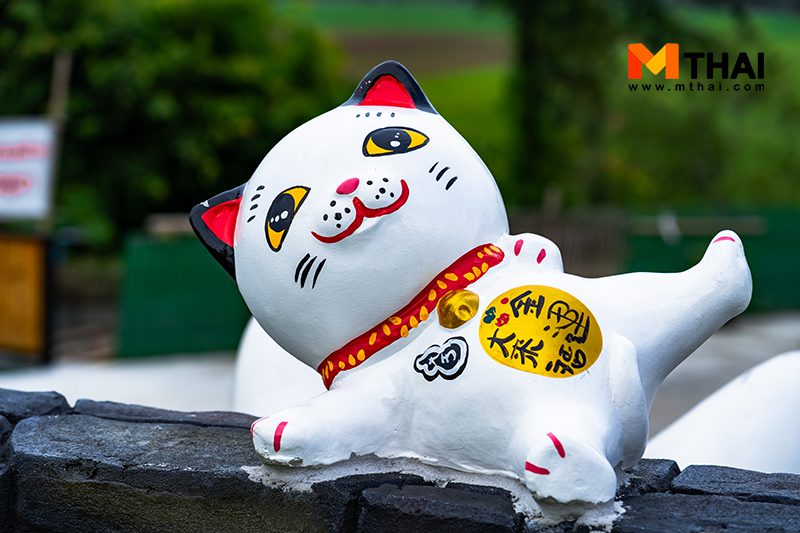 แมวกวัก