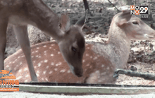 ภัยแล้งกระทบสวนสัตว์ จ.อุบลราชธานี