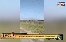 ฝูงตั๊กแตนระบาดสร้างความเสียหายหนักในอาร์เจนตินา
