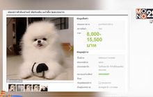 บุกจับแก๊งหลอกขายหมา-แมวผ่านเว็บไซต์สูญเงิน 2 ล้าน