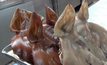 ชุดหัวหมูขึ้นราคา 100 บาท รับตรุษจีน