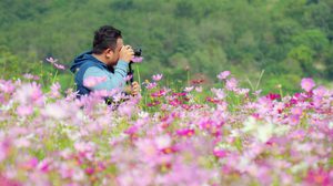 ชวนไปถ่ายรูปสวยๆ ทุ่งดอกคอสมอสสีชมพู ณ สวนละไม จ.ระยอง