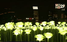 สวนดอกกุหลาบ LED ที่ฮ่องกง