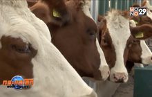 ฟาร์มเลี้ยงวัวลอยน้ำในเนเธอร์แลนด์