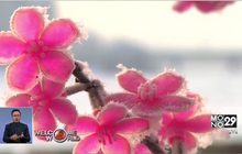 ชาวจีนแห่ชมน้ำค้างแข็งปกคลุมทะเลทรายโกบี