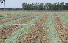 เกษตรกรเร่งสูบน้ำ หลังแม่น้ำยม จ.พิจิตร แห้งขอด