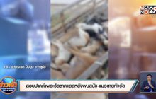 เชิญพระสงฆ์วัดตากแดดไปสอบปากคำหลังพบสุนัข-แมวตายทั้งวัด