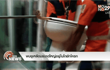 พบงูเหลือมขนาดใหญ่อยู่ในโถชักโครก