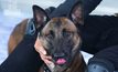 “ทีมสุนัขกู้ภัยฯ K9” ยุติภารกิจ หลังร่วมค้นหาผู้สูญหายกว่า 11 วัน
