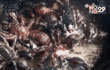 ลิ้มรสเมนูแมลงที่กัมพูชา