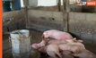 “ปศุสัตว์” คาดหมูตายไร้สาเหตุจำนวนมากที่เพชรบูรณ์ เกิดจากโรค PRRS