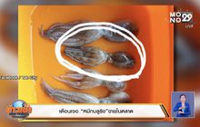 เตือนเจอ “หมึกบลูริง”ขายในตลาด