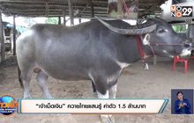 “เจ้าเม็ดเงิน” ควายไทยแสนรู้ ค่าตัว 1.5 ล้านบาท