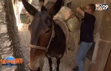 อาชีพแปลกจูงล่อเก็บขยะในอิตาลี