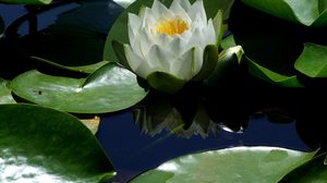 ปฏิทินวันพระ 2563 เดือนพฤษภาคม