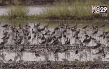 นกเป็ดน้ำอพยพหนีหนาวหลายพันตัว