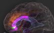นักวิจัยสหรัฐฯ เผยความรู้ใหม่เกี่ยวกับสมองมนุษย์