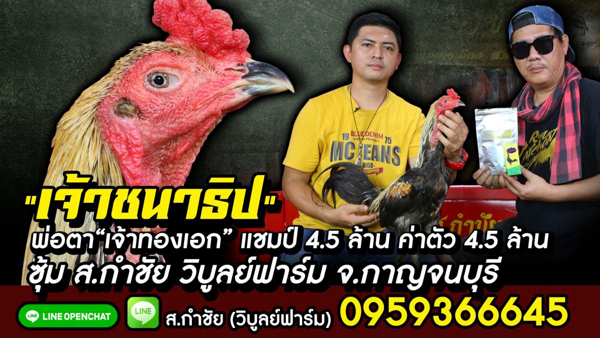 ส.กำชัย วิบูลย์ฟาร์ม จ.กาญจนบุรี ผู้พัฒนาแม่เจ้าทองเอก ยอดไก่พม่าชนเชิงปี 65 แชมป์ 4.5 ล้าน ค่าตัว 4.5 ล้าน 095-936-6645