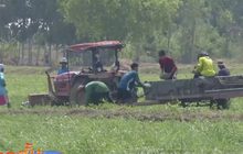 เกษตรกรประสบปัญหาแตงโมราคาถูก ที่จ.พิจิตร