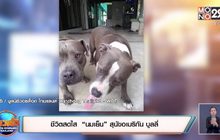 ชีวิตสดใส “นมเย็น” สุนัขอเมริกัน บูลลี่