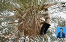 เฟอร์นิเจอร์จากต้นอินทผลัม