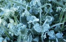 นักท่องเที่ยวแห่ชมเหมยขาบแรกบนยอดดอยอินทนนท์